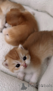 Zdjęcie №4. Sprzedam kot brytyjski krótkowłosy w Praga. od żłobka, hodowca - cena - 4066zł