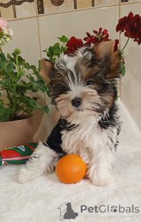 Zdjęcie №2 do zapowiedźy № 139124 na sprzedaż  yorkshire terrier biewer - wkupić się Turcja hodowca