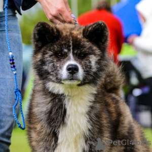 Zdjęcie №1. akita (rasa psa) - na sprzedaż w Mińsk | 3737zł | Zapowiedź №20400