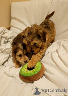 Zdjęcie №1. cocker spaniel angielski - na sprzedaż w Bleialf | 1818zł | Zapowiedź №166925