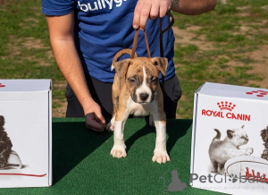 Zdjęcie №4. Sprzedam amerykański staffordshire terier w Obrenovac. hodowca - cena - negocjowane