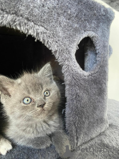 Zdjęcie №4. Sprzedam  w Plaidt. prywatne ogłoszenie - cena - negocjowane