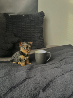 Zdjęcie №1. yorkshire terrier - na sprzedaż w Monachium | negocjowane | Zapowiedź №168619