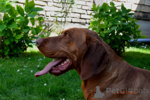 Zdjęcie №3. Wyżeł Węgierski Krótkowłosy Szczenięta. Serbia