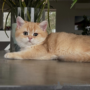 Zdjęcie №3. Od połyskujących płaszczy po delikatne kocięta szynszyli, które mają wszystko. Niemcy