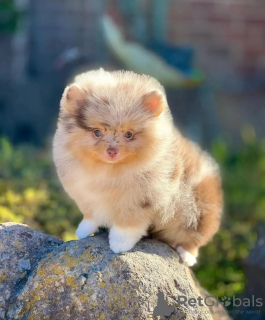 Zdjęcie №3. Wyszkolony w toalecie pomoranian. Estonia