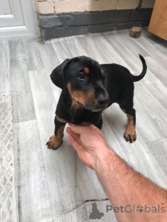 Zdjęcie №2 do zapowiedźy № 139212 na sprzedaż  chart szkocki - wkupić się USA hodowca