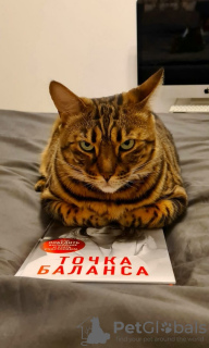Zdjęcie №4. Sprzedam kot bengalski w Москва. prywatne ogłoszenie - cena - Bezpłatny