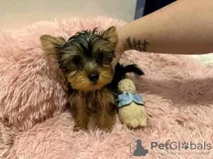 Zdjęcie №1. yorkshire terrier - na sprzedaż w Paryż | negocjowane | Zapowiedź №126825
