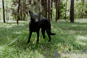 Zdjęcie №2 do zapowiedźy № 150633 na sprzedaż  pies nierasowy - wkupić się Białoruś prywatne ogłoszenie