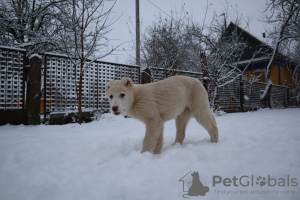 Zdjęcie №4. Sprzedam owczarek kaukaski w Mińsk. hodowca - cena - negocjowane