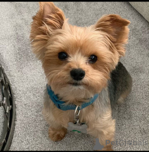 Zdjęcie №2 do zapowiedźy № 137619 na sprzedaż  yorkshire terrier - wkupić się Niemcy hodowca