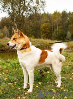 Zdjęcie №3. Wysoki, bystry, przystojny chłopak z Denver szuka domu.. Federacja Rosyjska