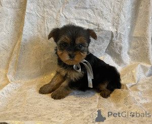 Zdjęcie №2 do zapowiedźy № 135886 na sprzedaż  yorkshire terrier - wkupić się Niemcy 