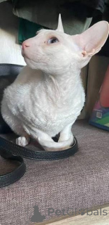 Zdjęcie №3. Sprzedam przepiękne, niegrzeczne kocięta Cornish Rex. Liechtenstein