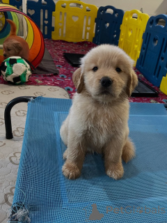 Zdjęcie №1. golden retriever - na sprzedaż w Szczecin | negocjowane | Zapowiedź №163719