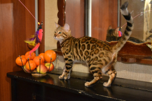 Zdjęcie №1. kot bengalski - na sprzedaż w Никополь | 1602zł | Zapowiedź № 4613