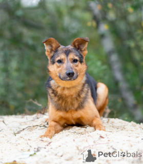 Zdjęcie №2 do zapowiedźy № 156551 na sprzedaż  pies nierasowy - wkupić się Federacja Rosyjska prywatne ogłoszenie