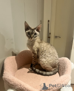 Zdjęcie №1. devon rex - na sprzedaż w Berlin | negocjowane | Zapowiedź № 160320