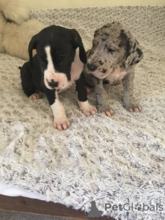 Zdjęcie №3. Twee schattige 10 Weken Oude Duitse Dog-Puppy's. Holandia