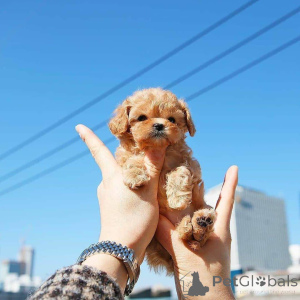 Zdjęcie №2 do zapowiedźy № 138635 na sprzedaż  pudel (zabawka) - wkupić się USA hodowca