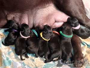 Zdjęcie №2 do zapowiedźy № 123505 na sprzedaż  labrador retriever - wkupić się Federacja Rosyjska hodowca