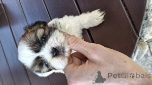 Zdjęcie №2 do zapowiedźy № 139537 na sprzedaż  lhasa apso, pekińczyk, shih tzu - wkupić się Łotwa prywatne ogłoszenie, od żłobka, hodowca