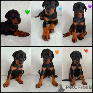 Zdjęcie №1. doberman - na sprzedaż w Lopare | negocjowane | Zapowiedź №173490