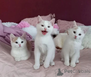 Zdjęcie №1. kot europejski krótkowłosy - na sprzedaż w Zerbst | 1674zł | Zapowiedź № 150498