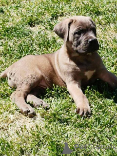 Zdjęcie №4. Sprzedam cane corso w Žitište.  - cena - negocjowane