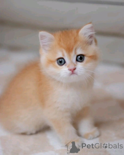 Zdjęcie №3. Kittens Munchkin. Wielka Brytania