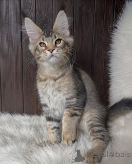 Zdjęcie №2 do zapowiedźy № 155324 na sprzedaż  maine coon - wkupić się Holandia prywatne ogłoszenie