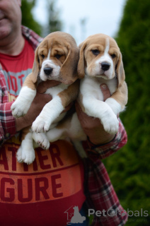 Zdjęcie №4. Sprzedam beagle (rasa psa) w Mińsk. od żłobka - cena - 897zł