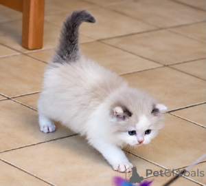Zdjęcie №1. ragdoll - na sprzedaż w Heinävesi | Bezpłatny | Zapowiedź № 177057