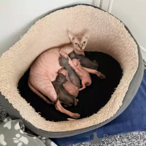 Zdjęcie №1. kot doński sfinks - na sprzedaż w Dużo | 1818zł | Zapowiedź № 167252