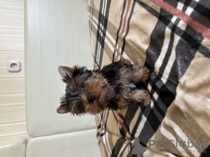 Zdjęcie №4. Sprzedam yorkshire terrier w Brest. prywatne ogłoszenie - cena - 1046zł