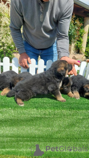 Zdjęcie №2 do zapowiedźy № 139067 na sprzedaż  otterhound - wkupić się Serbia 