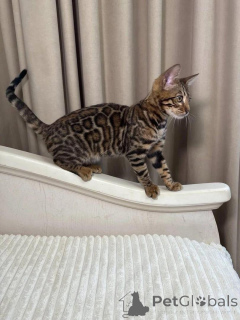 Zdjęcie №1. kot bengalski - na sprzedaż w Uppsala | 3588zł | Zapowiedź № 153261