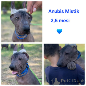 Zdjęcie №3. Przed meksykańskie szczenięta (. Bułgaria