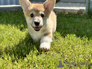 Dodatkowe zdjęcia: Szczenięta Pembroke Welsh Corgi