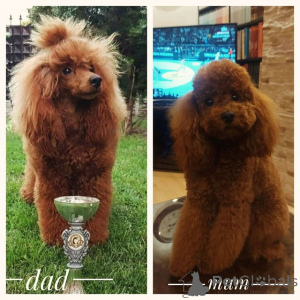 Zdjęcie №3. Czerwone pudle. Serbia