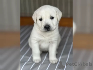 Zdjęcie №2 do zapowiedźy № 136937 na sprzedaż  labrador retriever - wkupić się Niemcy 