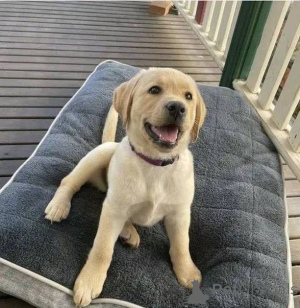 Zdjęcie №2 do zapowiedźy № 157838 na sprzedaż  labrador retriever - wkupić się Niemcy prywatne ogłoszenie