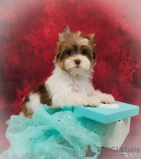 Zdjęcie №1. yorkshire terrier biewer - na sprzedaż w Petersburg | 2483zł | Zapowiedź №8354