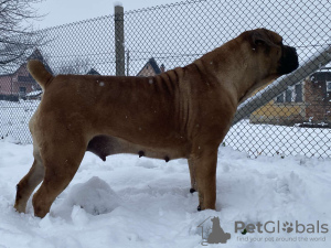 Dodatkowe zdjęcia: Mastif południowoafrykański Boerboel szczenięta