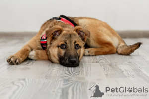 Zdjęcie №2 do zapowiedźy № 133391 na sprzedaż  pies nierasowy - wkupić się Federacja Rosyjska prywatne ogłoszenie