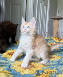 Zdjęcie №3. Poznaj Leo, naszego małego lwa o złotym sercu. Odważny, kochający i pełen uroku,. Belgia