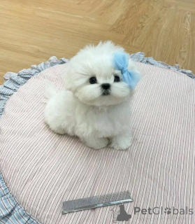 Zdjęcie №1. maltańczyk - na sprzedaż w Schwerzeenbach | negocjowane | Zapowiedź №160055