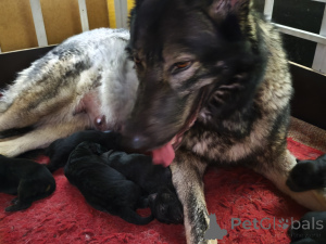 Zdjęcie №1. saarlooswolfhond - na sprzedaż w Tallinn | negocjowane | Zapowiedź №164489