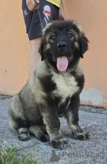 Zdjęcie №4. Sprzedam otterhound w Nowy ogród.  - cena - negocjowane